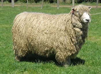 Leicester Longwool Sheep Breeders Association - Longwool role
